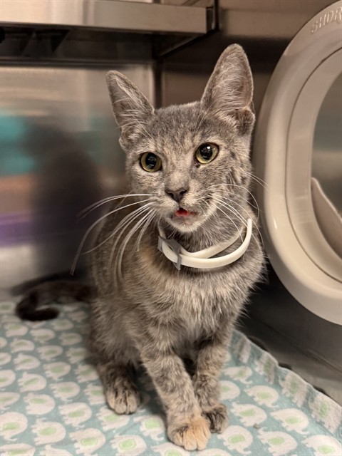Shelter Stray Female Cat last seen GREENBUSH PL, 10521 Baur Blvd, Olivette, MO 63132, USA