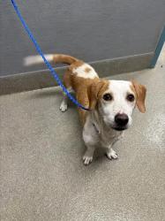 Shelter Stray Female Dog last seen Near BLOCK W CHARLESTON BLVD, LAS VEGAS NV 89117, 655 N Mojave Rd, Las Vegas, NV 89101, USA