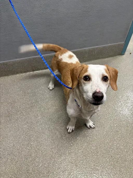 Shelter Stray Female Dog last seen Near BLOCK W CHARLESTON BLVD, LAS VEGAS NV 89117, 655 N Mojave Rd, Las Vegas, NV 89101, USA