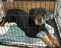 Shelter Stray Male Dog last seen COLLETT DR, 10521 Baur Blvd, Olivette, MO 63132, USA