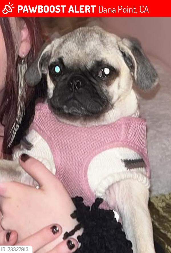 Lost Female Dog last seen Pines Park, Dana Point, CA 92624