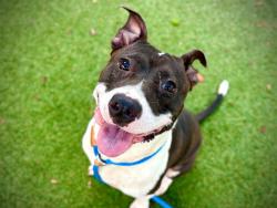 Shelter Stray Male Dog last seen , 2769 Conroy Rd, Orlando, FL 32839, USA