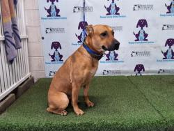Shelter Stray Male Dog last seen , 2769 Conroy Rd, Orlando, FL 32839, USA