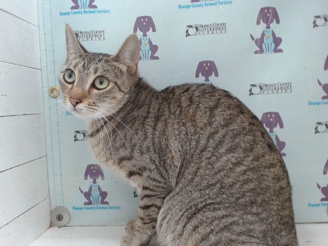 Shelter Stray Female Cat last seen , 2769 Conroy Rd, Orlando, FL 32839, USA