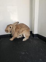 Shelter Stray Male Other last seen Near BLK PALADINO DR, BAKERSFIELD,CA, 201 S Mt Vernon Ave, Bakersfield, CA 93307, USA