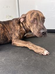 Shelter Stray Male Dog last seen Near BLK S H ST, BAKERSFIELD, CA, 201 S Mt Vernon Ave, Bakersfield, CA 93307, USA