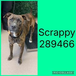 Shelter Stray Male Dog last seen HOLT AVE, 4214 Fulton Mill Rd, Macon, GA 31216, USA