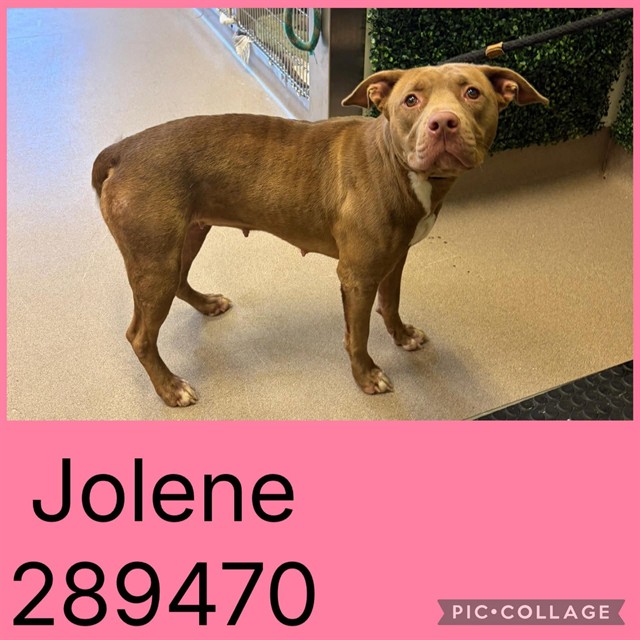 Shelter Stray Female Dog last seen HOLTS LN, 4214 Fulton Mill Rd, Macon, GA 31216, USA