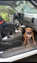 Reunited Female Dog last seen Near Gordon Rd Newnan, GA 30263 Estados Unidos, Newnan, GA 30263