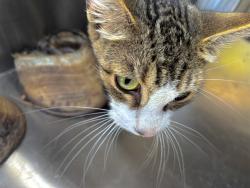 Shelter Stray Unknown Cat last seen Near BLOCK EASTLAKE DR, OKLAHOMA CITY OK 73162, 2811 SE 29th St, Oklahoma City, OK 73129, USA
