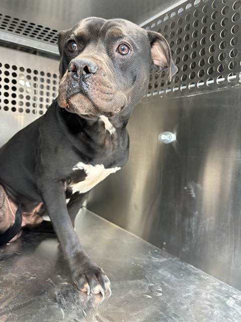 Shelter Stray Male Dog last seen Near BLOCK TRAIL OAKS DR, OKLAHOMA CITY OK 73120, 2811 SE 29th St, Oklahoma City, OK 73129, USA