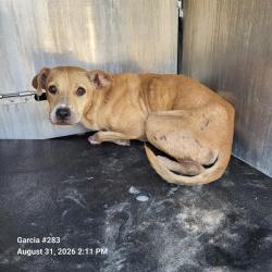 Shelter Stray Male Dog last seen FORREST AND NOGALITOS, 4710 TX-151, San Antonio, TX 78227, USA