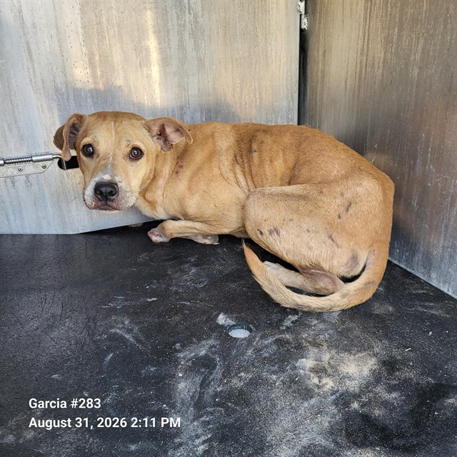 Shelter Stray Male Dog last seen FORREST AND NOGALITOS, 4710 TX-151, San Antonio, TX 78227, USA