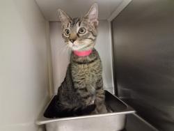 Shelter Stray Male Cat last seen Near BLOCK DORIS DR, COLORADO SPRINGS CO 80911, 610 Abbot Ln, Colorado Springs, CO 80905, USA