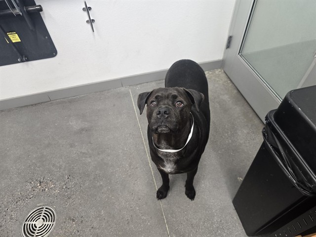 Shelter Stray Male Dog last seen SHEA BLVD AND VALINDA, 1920 S Lewis, Mesa, AZ 85210, USA