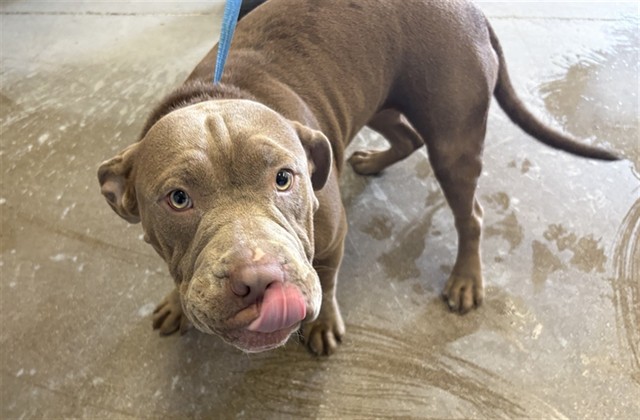Shelter Stray Female Dog last seen LINDSAY RD AND BASELINE RD, 1920 S Lewis, Mesa, AZ 85210, USA