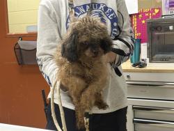 Shelter Stray Male Dog last seen Near BLOCK E LAYTON AVE, 3839 W Burnham St, West Milwaukee, WI 53215, USA