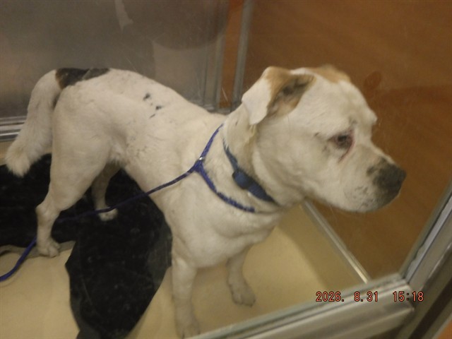 Shelter Stray Male Dog last seen Near BLOCK NW 137TH ST, 3599 NW 79th Ave, Doral, FL 33122, USA