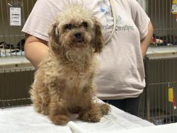 Shelter Stray Female Dog last seen Near BLOCK E LAYTON AVE, 3839 W Burnham St, West Milwaukee, WI 53215, USA