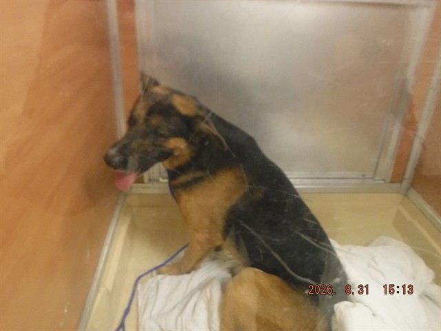 Shelter Stray Male Dog last seen Near BLOCK NW 137TH ST, 3599 NW 79th Ave, Doral, FL 33122, USA