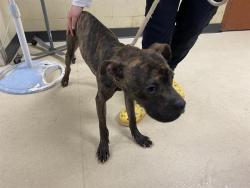 Shelter Stray Male Dog last seen COLUMBUS PARK, 3839 W Burnham St, West Milwaukee, WI 53215, USA