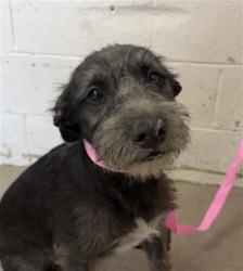 Shelter Stray Male Dog last seen Near BLOCK CHANDLER PL (WATER DEPO), 333 Chandler Pl, San Bernardino, CA 92408, USA
