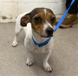 Shelter Stray Female Dog last seen Near BLOCK W LAUREL, 333 Chandler Pl, San Bernardino, CA 92408, USA