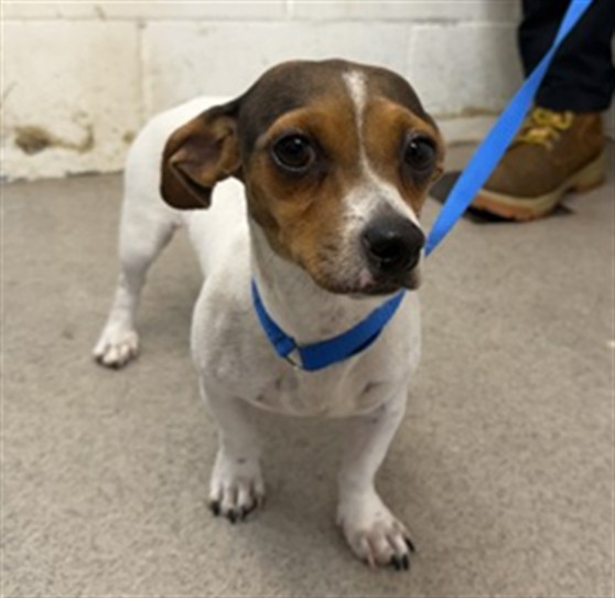 Shelter Stray Female Dog last seen Near BLOCK W LAUREL, 333 Chandler Pl, San Bernardino, CA 92408, USA