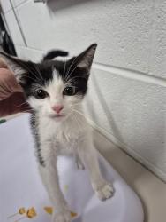 Shelter Stray Male Cat last seen ST CHARLES CO, 4850 Mid Rivers Mall Dr, St Peters, MO 63376, USA