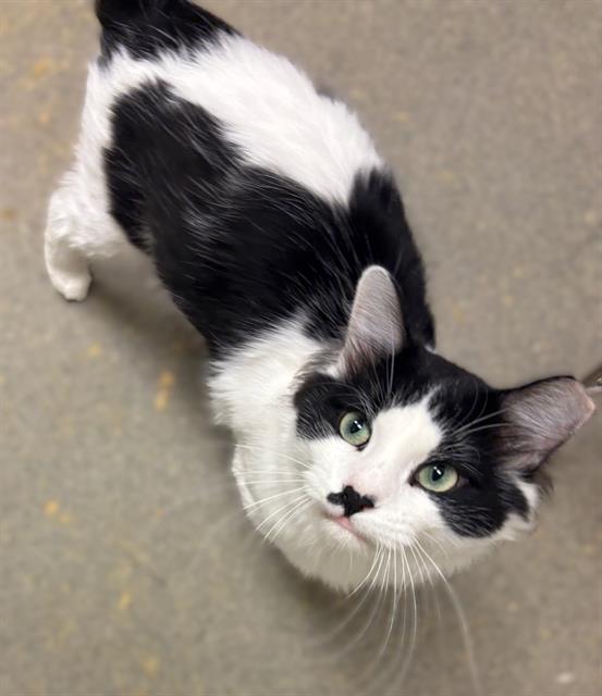 Shelter Stray Male Cat last seen Near BLOCK S MIRKWOOD LN, 4522 W 3500 S, West Valley City, UT 84120, USA