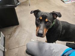 Shelter Stray Male Dog last seen , 4000 N Silverbell Rd, Tucson, AZ 85745, USA