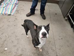 Shelter Stray Male Dog last seen , 4000 N Silverbell Rd, Tucson, AZ 85745, USA