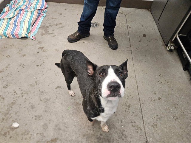 Shelter Stray Male Dog last seen , 4000 N Silverbell Rd, Tucson, AZ 85745, USA