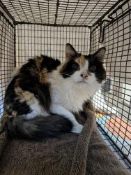 Shelter Stray Female Cat last seen , 4000 N Silverbell Rd, Tucson, AZ 85745, USA