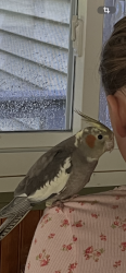 Lost Unknown Bird last seen Mark drive and route 44, Coventry, CT 06238