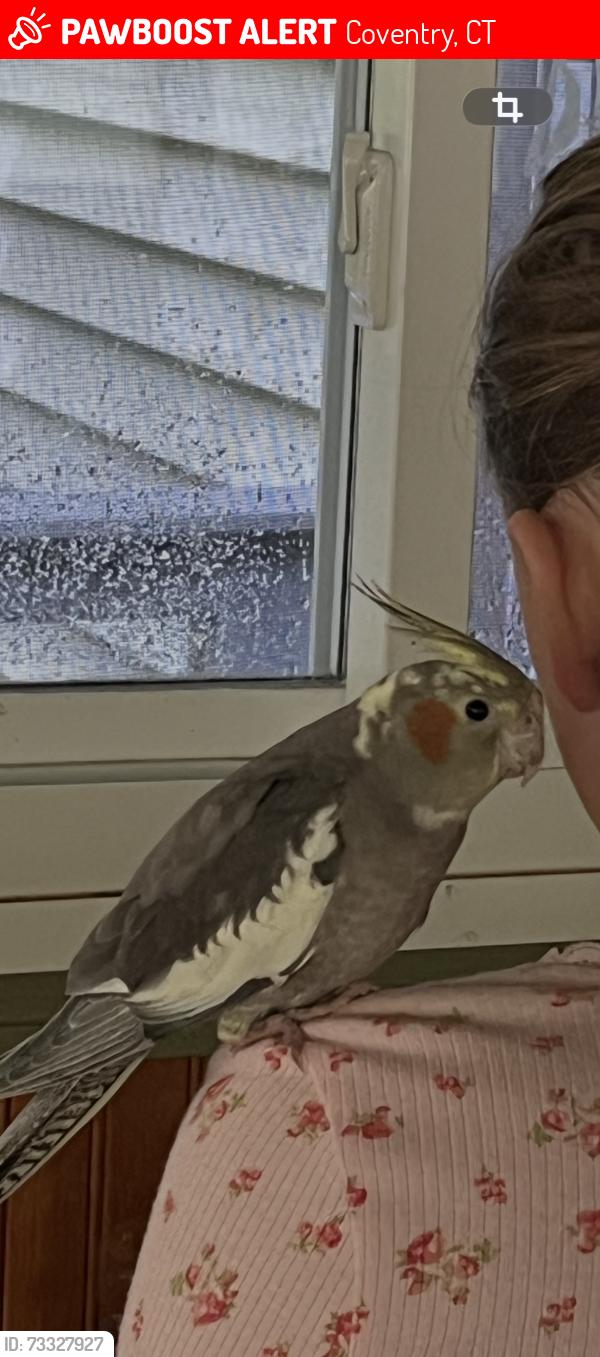Lost Unknown Bird last seen Mark drive and route 44, Coventry, CT 06238