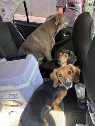 Reunited Male Dog last seen Del Rosa, San Bernardino, CA 92404, USA, San Bernardino, CA 92404