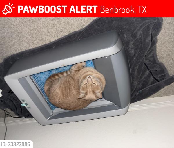 Lost Male Cat last seen Greenbelt behind plata ln, Benbrook, TX 76126