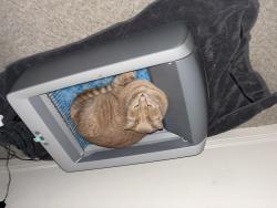 Lost Male Cat last seen Greenbelt behind plata ln, Benbrook, TX 76126