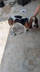 Found/Stray Female Dog last seen Alabonson Rd. Railroaded tracks, Harris County, TX 77040