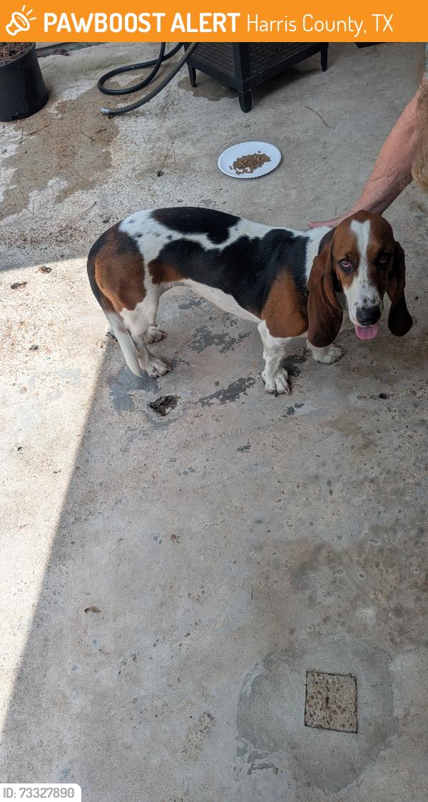 Found/Stray Female Dog last seen Alabonson Rd. Railroaded tracks, Harris County, TX 77040