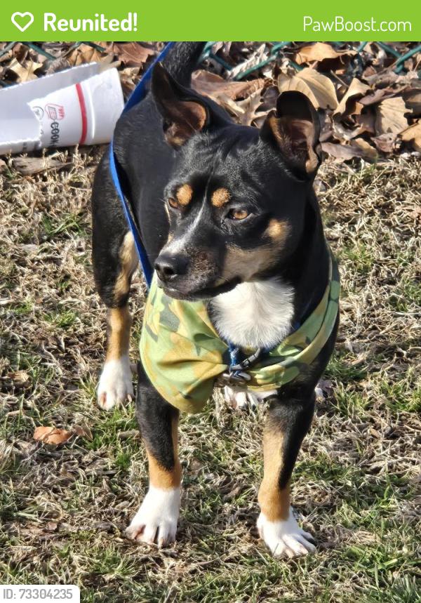 Reunited Male Dog last seen McClardy, Clarksville, TN 37042