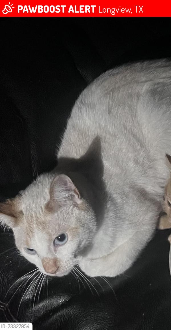 Lost Male Cat last seen Off of gilmer rd , spring hill, Longview, TX 75605