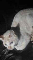 Lost Male Cat last seen Off of gilmer rd , spring hill, Longview, TX 75605