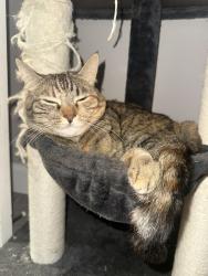 Reunited Female Cat last seen Elkwood st and Stag ave, Los Angeles, CA 91335
