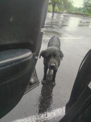 Found/Stray Male Dog last seen Near W Valencia Rd, Tucson, AZ 85746, Tucson, AZ 85705
