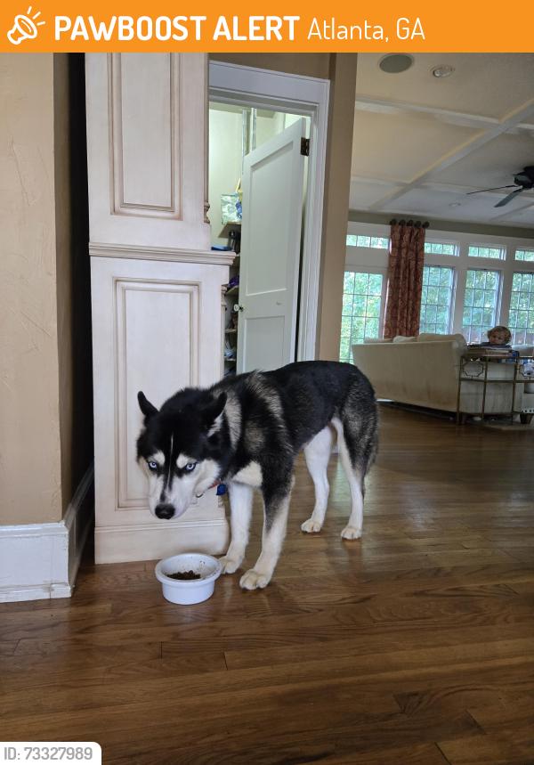 Found/Stray Unknown Dog last seen Near moores mill and defoors, Atlanta, GA 30318