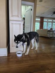 Found/Stray Unknown Dog last seen Near moores mill and defoors, Atlanta, GA 30318