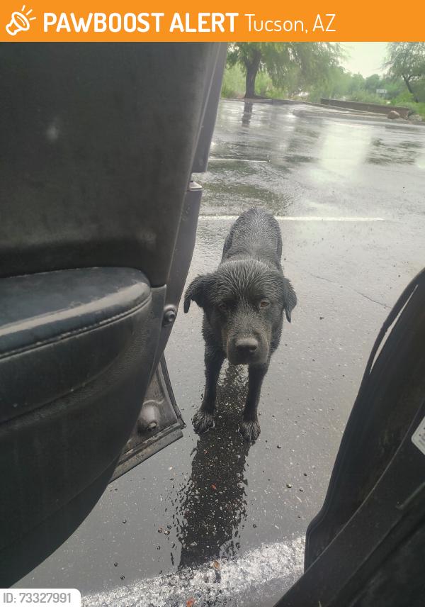 Found/Stray Male Dog last seen Near W Valencia Rd, Tucson, AZ 85746, Tucson, AZ 85705