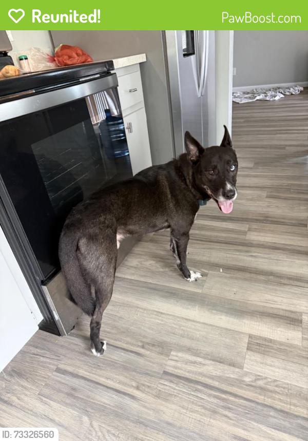 Reunited Male Dog last seen Beverly Hills, FL 34465, USA, Beverly Hills, FL 34465